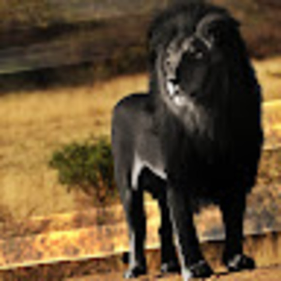 Meet your Posher, Daniel - Picture 1 of 1